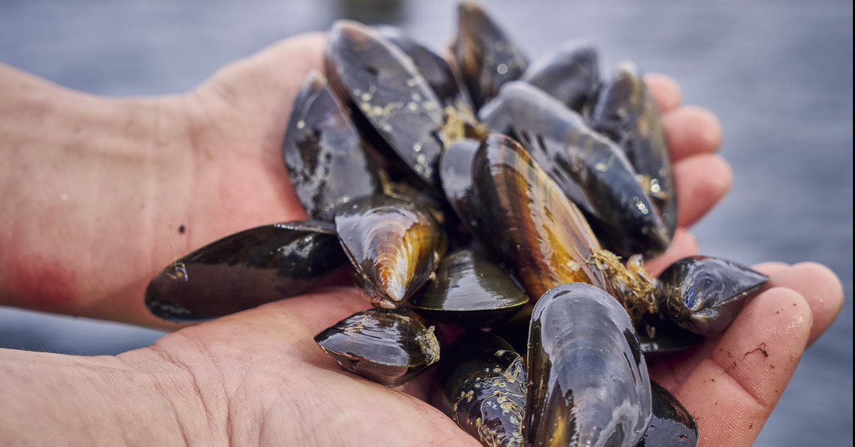 Scottish Shellfish Marketing Group