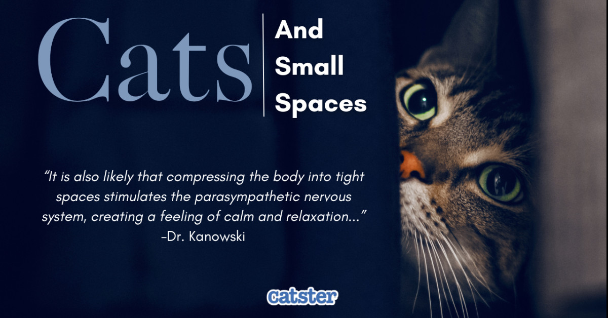 How Do Cats Fit Through Such Narrow Spaces? Business News